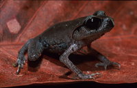: Leptobrachium abbotti; Lowland Litter Frog