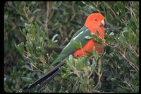 : Alisterus scapularis; Australian King Parrot