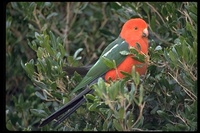 : Alisterus scapularis; Australian King Parrot