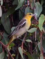 : Icterus bullockii; Bullock's Oriole