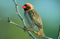 : Quelea quelea; Red-billed Quelea