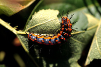 : Agraulis vanillae; Butterfly Family