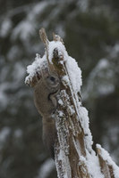 : Glaucomys sabrinus; Northern Flying Squirrel