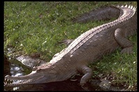 : Tomistoma schlegelii; False Gharial