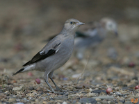 噪林鳥／灰背椋鳥 White-shouldered Starling Sturnus sinensis