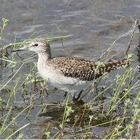 Wood Sandpiper