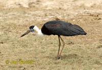 Photo of čáp bělokrký Ciconia episcopus White-necked Stork Wollhalsstorch