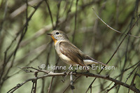 Taiga Flycatcher Ficedula albicilla