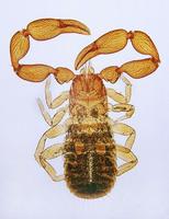 Lamprochernes nodosus