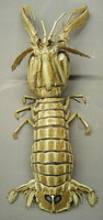 Squilla mantis