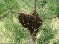 Apis mellifera - Honey Bee