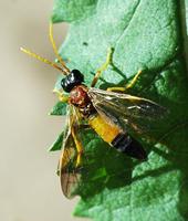 Tenthredo campestris
