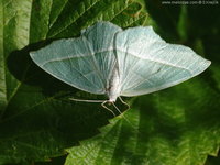 Campaea margaritaria - Light Emerald