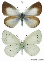 Celastrina argiolus - Lorquins Blue