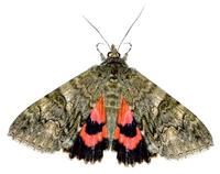 Catocala nupta - Red Underwing