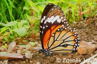 Danaus genutia - Common Tiger