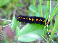 Parnassius apollo - Apollo