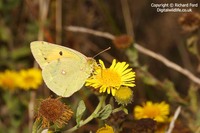 Colias croceus - Clouded Yellow