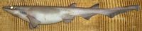 Apristurus laurussonii, Iceland catshark: