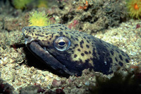 Ophichthus ophis, Spotted snake eel: fisheries, bait