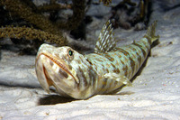 Synodus intermedius, Sand diver: fisheries, aquarium