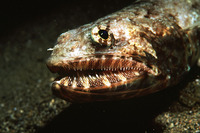 Saurida gracilis, Gracile lizardfish: fisheries