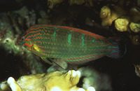 Halichoeres melanurus, Tail-spot wrasse: aquarium