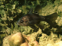 Apogon melas, Black cardinalfish: