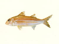 Upeneus quadrilineatus, :