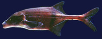 Boulengeromyrus knoepffleri, :