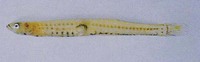 Leucopsarion petersii, : fisheries