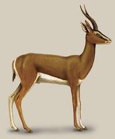 Image of: Gazella gazella (mountain gazelle)