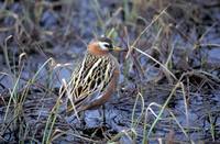 Phalaropus fulicarius - Grey Phalarope