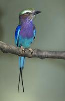 Coracias caudatus - Lilac-breasted Roller