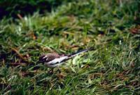 Motacilla aguimp - African Pied Wagtail