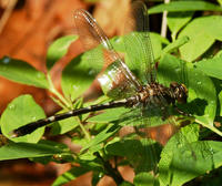 Image of: Progomphus obscurus