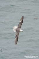 Fulmarus glacialis - Northern Fulmar