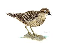 Image of: Aechmorhynchus cancellatus (Kiritimati sandpiper)