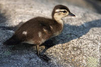 Image of: Aix sponsa (wood duck)