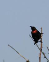 Image of: Nectarinia cuprea (copper sunbird)