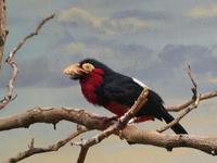 Image of: Lybius dubius (bearded barbet)