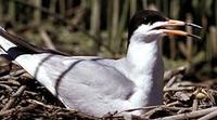 Image of: Sterna forsteri (Forster's tern)