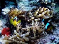 Amphiprion bicinctus - Threebanded Anemonefish