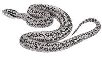 Image of: Gloydius strauchi