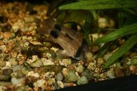 Corydoras panda - Panda Catfish