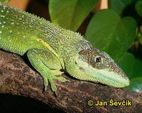 Anolis equestris persparsus