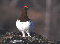 Willow Ptarmigan - Lagopus lagopus