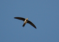 Alpine Swift - Tachymarptis melba