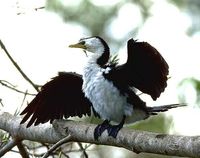 Little Pied Cormorant - Phalacrocorax melanoleucos