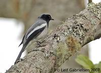 McGregor's Cuckooshrike - Coracina mcgregori